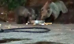 Bingöl'de Anne Ayı 3 Yavrusuyla Şantiyeye Girdi