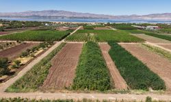 Bölgede 6 Milyon Fidan Üretildi