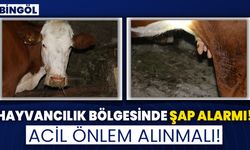 Hayvancılık Bölgesinde Şap Alarmı! Acil Önlem Alınmalı!