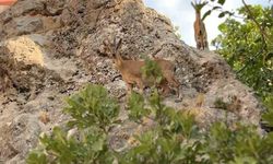 Dağ Keçilerinin Sevimli Anları Kamerada
