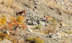 Elazığ’da Sürü Halinde Dağ Keçileri Görüldü