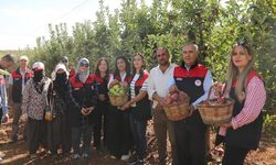 Elazığ'da Elma Hasadı Heyecanı