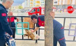 Kafası Demir Korkuluklara Sıkışan İnek Kurtarıldı