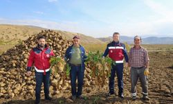 Bingöl’de Şeker Pancarı Hasadı Başladı