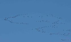 Göçmen Kuşların Yeni Durağı: Erçek Gölü