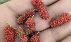 Tunceli’de Dut Ağacı Kasımda Meyve Verdi