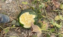 Yaban Domuzları Ekili Alanları Talan Etti