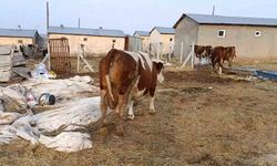 Şap Hastalığı Üreticileri Zor Durumda Bıraktı