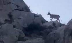 Malatya’da Yaban Keçileri Sürü Halinde Kameraya Yansıdı
