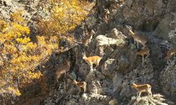 Yaban Keçileri Objektiflere Yansıdı