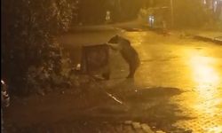 Boz Ayı Mahalleye İndi, Çöp Konteynerlerinde Yiyecek Aradı