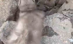 Diyarbakır’da Taşlık Alanda Bitkin Gelincik Görüntülendi