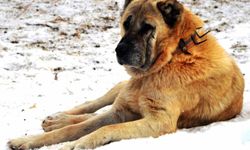 1938 Yılında Erzurum Çoban Köpekleri Diplomatik Hediye Olarak Amerika’ya Gönderilmiş!