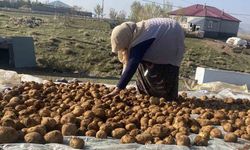 Ağrı'da Kışlık Patatesler Toprağa Gömülerek Saklanıyor