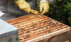 Bingöl'de Arıcılık Desteği Başvurularında Son Tarih Yaklaşıyor