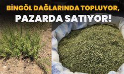 Bingöl Dağlarında Topluyor, Pazarda Satıyor!