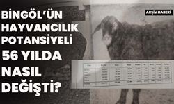 Bingöl’ün Hayvancılık Potansiyeli 56 Yılda Nasıl Değişti?