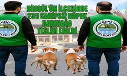 Genç Belediyesi, 9 Ayda 235 Sahipsiz Köpeği Barınağa Teslim Etti