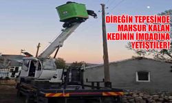 Bingöl'de Direkte Mahsur Kalan Kedi Kurtarıldı