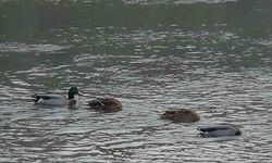 Yeşilbaş Ördeklerin Uğrak Yeri: Kars Çayı