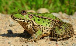 Bingöl’de Yaşayan Kurbağa Türleri