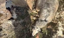 Karakoçan’da Kurt Saldırısı: 28 Koyun Telef Oldu, 12 Kayıp