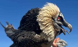 Tedavi Edilen Yırtıcı Kuşlar Yeniden Doğaya Salınıyor