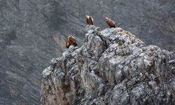 Kemaliye’de Göçmen Akbabalar Fotoğraflandı