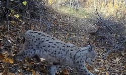 Nadir Görülen Vaşak Foto Kapana Takıldı