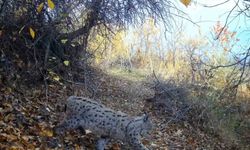 Erzincan’da “Ormanın Hayaleti” Vaşak Görüldü