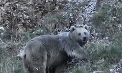Kış Uykusuna Hazırlanan Ayıları Görüntüledi