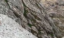 Harput’ta Sürü Halinde Gezen Dağ Keçileri Görüntülendi