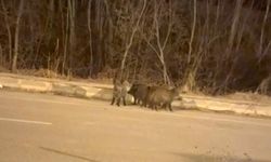 Yüksekova’da Domuz Sürüleri Şehir Yakınlarında Görüntülendi