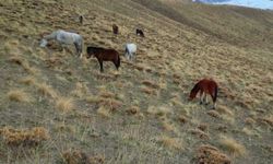 Kışın Doğaya Bırakılan At Ve Eşekler Ölüm Riskiyle Karşı Karşıya