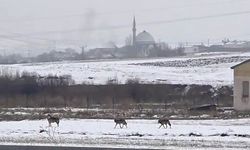 Aç Kalan Kurt Sürüsü Yerleşim Alanına İndi