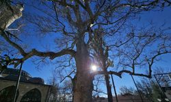 Harput’un Asırlık Çınarı Zamana Meydan Okuyor