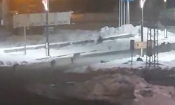 Sokağa İnen Kurtlar Mahalle Sakinlerini Tedirgin Etti