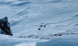 Dağ Keçileri Karla Kaplı Yaylada Görüntülendi