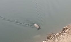 Dağ Keçisi Bu Kez Baraj Gölünde Görüntülendi
