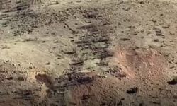 Domuz Sürüleri Çiftçileri Tedirgin Ediyor