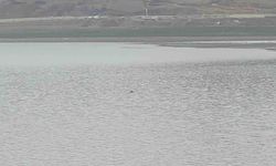 Gölete Giren İnek Telef Oldu