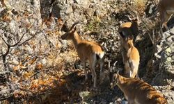 Munzur Dağları’nda Yaban Keçileri Drone İle Görüntülendi