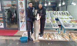 Batman’da 67 Kiloluk Dev Turna Balığı İlgi Odağı Oldu