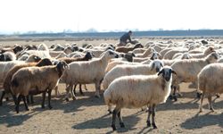 Aralık Ayında Sürüler Meraya Çıktı