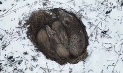 Yumak Halinde Uyuyan Domuz Ailesi Görüntülendi