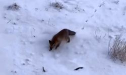 Aç Kalan Tilkiler Şehir Merkezine İndi