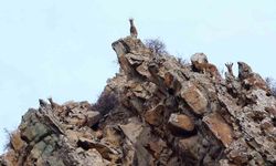 Yaban Hayvanları Fotokapanlarla Görüntülendi