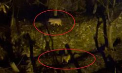 Aç Kalan Kurtlar Yerleşim Yerine İndi