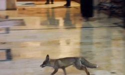 Tilki Yoğun Kar Nedeniyle Şehre İndi