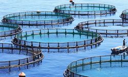 Bingöl’de alabalık yetiştiriciliği kursu açılacak